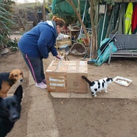 photo de livraison pour Chats Libres de Béziers