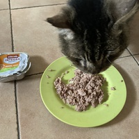 photo de livraison pour Ecole du Chat des Alpilles