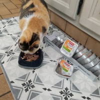 photo de livraison pour Les chats de l'Indifférence