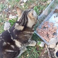 photo de livraison pour Les Chats-Pitresdelavi-Ste
