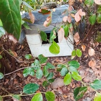 photo de livraison pour Cat Miaou