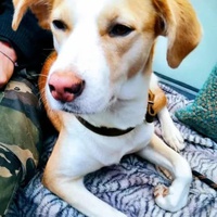 photo de livraison pour Croquette et Macadam