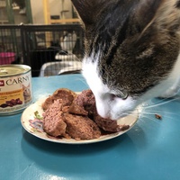 photo de livraison pour The Funny Farm Cat Rescue