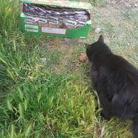 photo de livraison pour Les chats Port-Saint-Louisiens