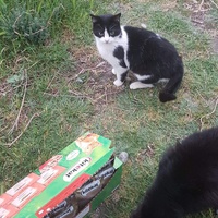photo de livraison pour Les chats Port-Saint-Louisiens