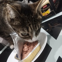 photo de livraison pour Les chats de l'Indifférence