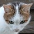 photo animal