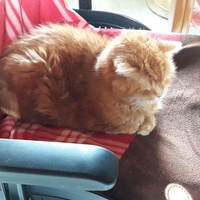 photo de livraison pour Chats Heureux