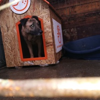 photo de livraison pour Refuge pour chiens de Baia Mare