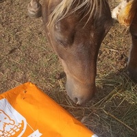 photo de livraison pour Equi-Libre : Droit à la Retraite Equine