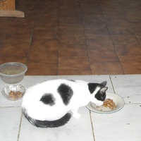 photo de livraison pour L'Ecole du Chat Istreen