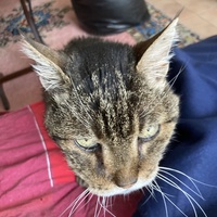 photo de livraison pour Ecole du Chat des Alpilles