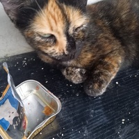 photo de livraison pour Les Pattounes de l'Espoir