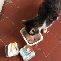 photo de livraison pour Vallée des Chats