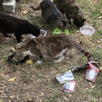 photo de livraison pour Ecole du Chat des Alpilles