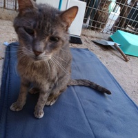 photo de livraison pour Amicale Chats
