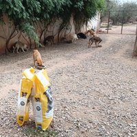photo de livraison pour Help Adopt Moroccan Animals