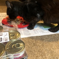 photo de livraison pour Les chats de chez nous