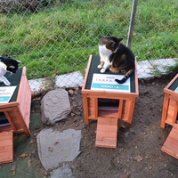photo de livraison pour A.R.P.A Chats
