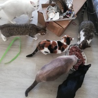 photo de livraison pour Boule de Poils