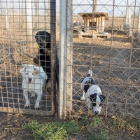 photo de livraison pour Azil Bella