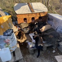 photo de livraison pour Les chats Port-Saint-Louisiens