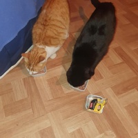 photo de livraison pour L'Arche de Tika