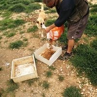 photo de livraison pour Animal Shields Oradea