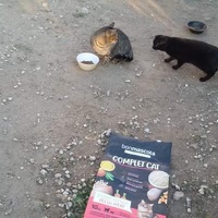 photo de livraison pour Les Chats-Pitresdelavi-Ste