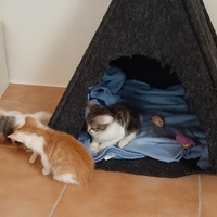 photo de livraison pour Bien vivre avec les Chats Sallélois