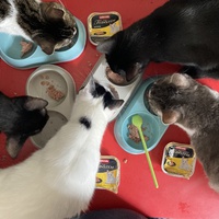 photo de livraison pour Association C.A.T.S. Chat Animal Terrien Solidarité