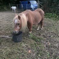 photo de livraison pour Espoir au Galop