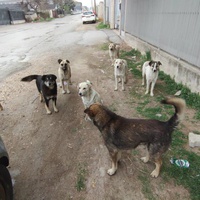 photo de livraison pour Civic Initiative Kane Korzo Skopje