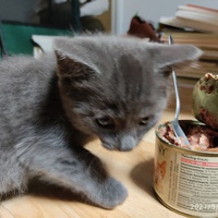 photo de livraison pour Les chats de l'Indifférence