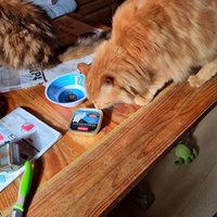 photo de livraison pour Ecole du Chat d’Arbois