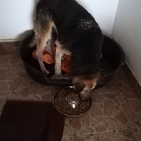 photo de livraison pour Sammelstelle für Tiere in Not e.V.