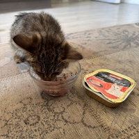 photo de livraison pour SOS Chat 93