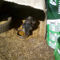 photo de livraison pour Serbian Society for the Protection of Animals - SSPA