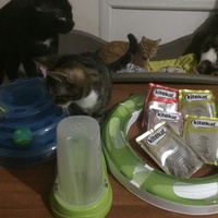 photo de livraison pour Pour l'Amour des Chats