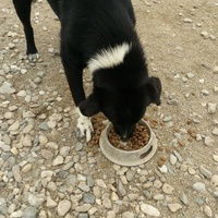 photo de livraison pour Animals voice Macedonia