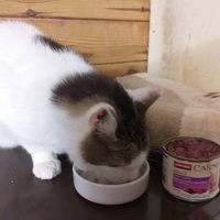 photo de livraison pour Animacoeur