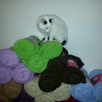 photo de livraison pour Aide Aux Chats