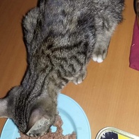 photo de livraison pour Les Chats-Pitresdelavi-Ste