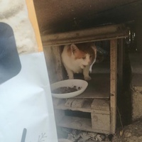 photo de livraison pour L'Ecole du Chat Istreen