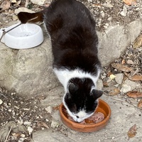 photo de livraison pour Les Chats Perchés de Mirmande