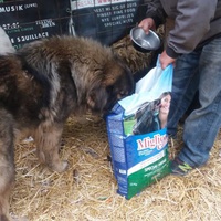 photo de livraison pour SOS Dogs Nederland