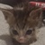 photo animal
