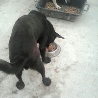 photo de livraison pour Animal Shields Oradea