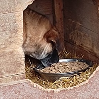 photo de livraison pour asociatia centrul de formare pentru activitati voluntare natura deva