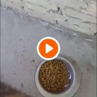 photo de livraison pour Udruženje za zaštitu životinja "Pongo"